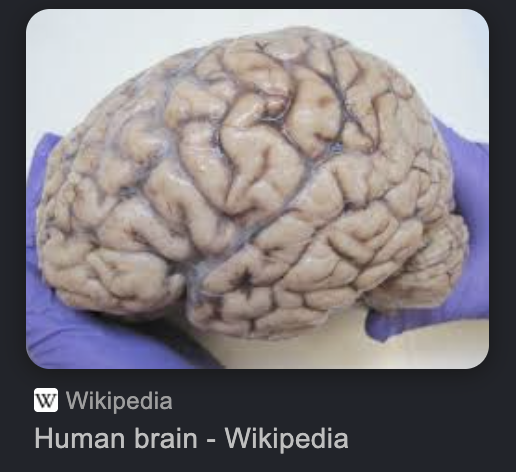 Human Brain
